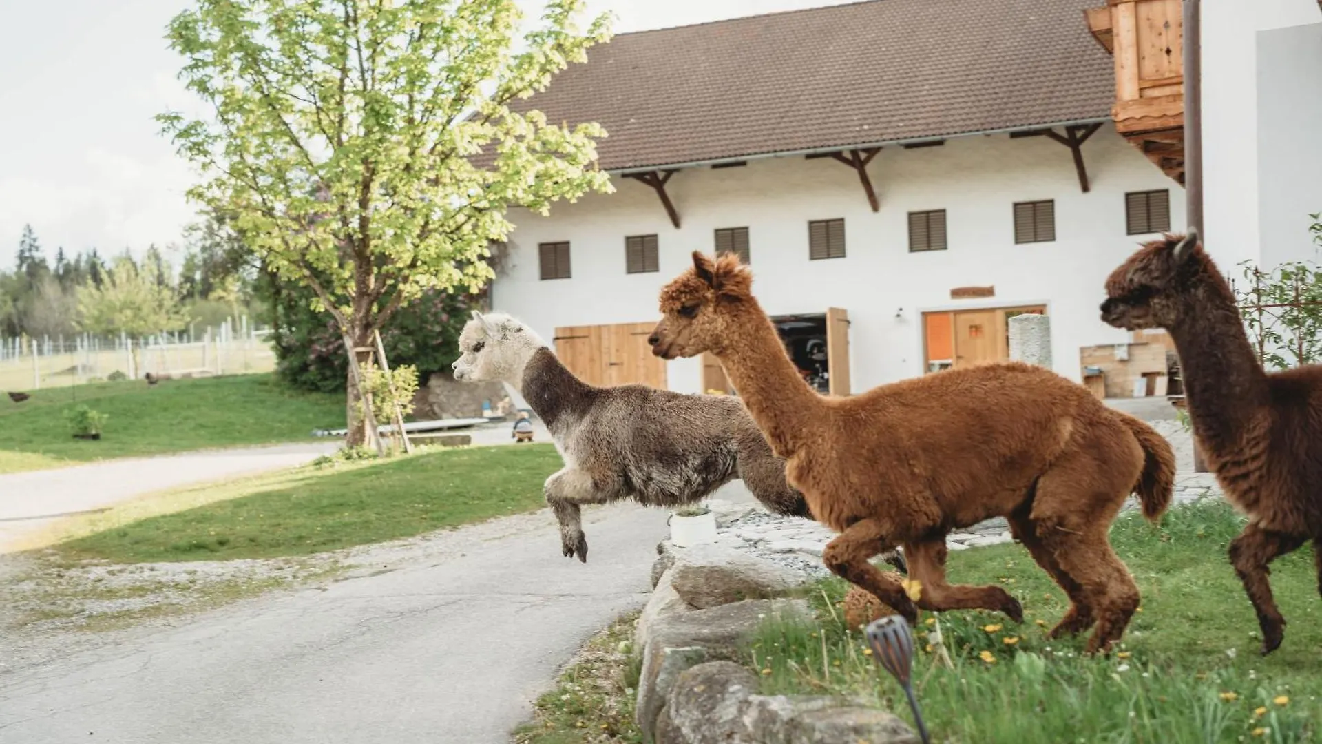 Apartment Ferienhof Petermuehle Urlaub Mit Alpakas Amerang